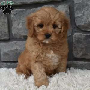 Bentley, Cavapoo Puppy