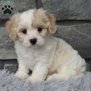 Milo, Cavachon Puppy