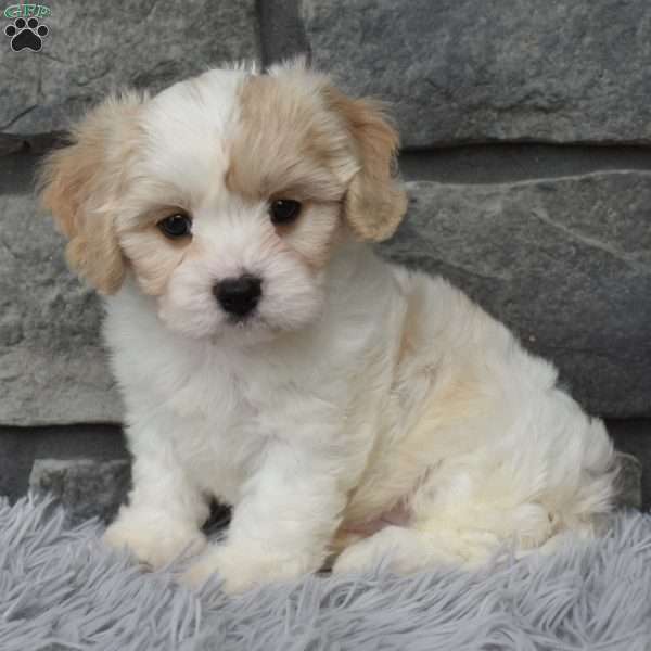 Milo, Cavachon Puppy