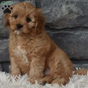 Bentley, Cavapoo Puppy