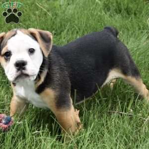 Trixie, Beabull Puppy