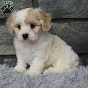 Milo, Cavachon Puppy