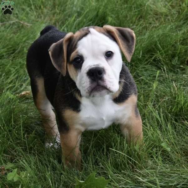 Trixie, Beabull Puppy