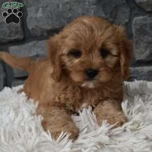 Bentley, Cavapoo Puppy