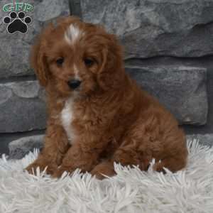 Buddy, Cavapoo Puppy