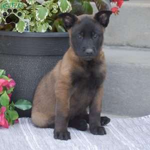 Tobias, Belgian Malinois Puppy