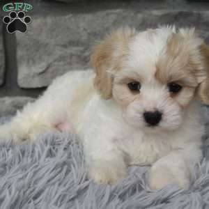 Milo, Cavachon Puppy