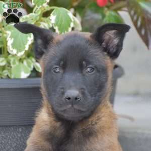 Tobias, Belgian Malinois Puppy