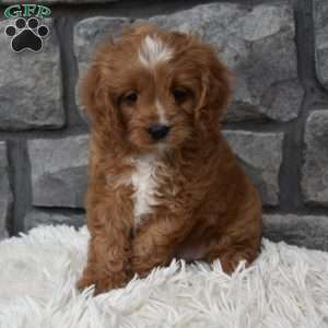 Buddy, Cavapoo Puppy