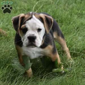 Trixie, Beabull Puppy