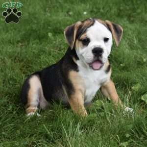 Trixie, Beabull Puppy