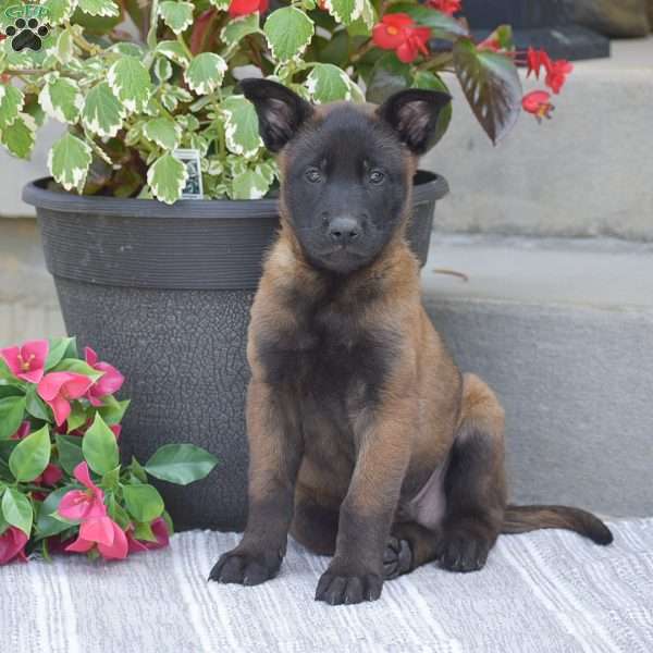 Tobias, Belgian Malinois Puppy