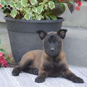 Tobias, Belgian Malinois Puppy