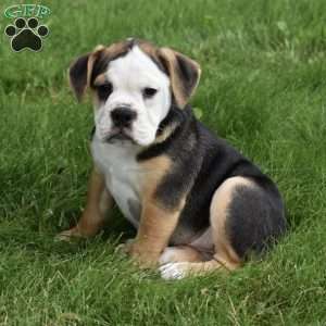 Trixie, Beabull Puppy