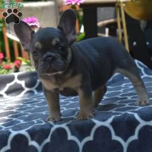 Luna, French Bulldog Puppy