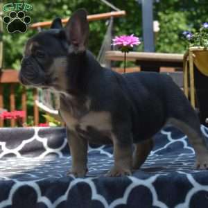 Luna, French Bulldog Puppy