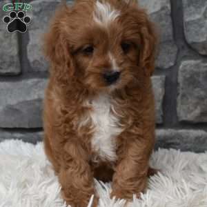 Buddy, Cavapoo Puppy