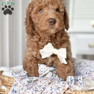 Danny, Mini Goldendoodle Puppy