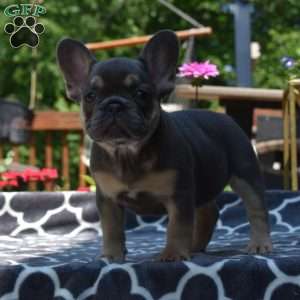 Luna, French Bulldog Puppy