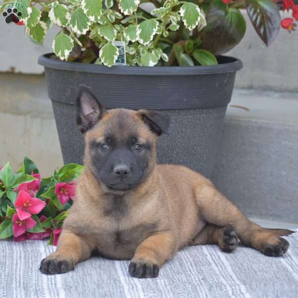 Titus, Belgian Malinois Puppy