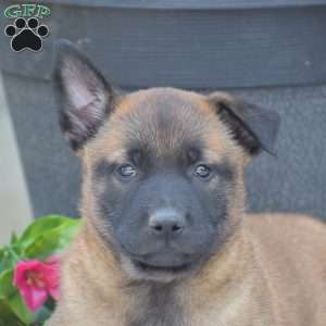 Titus, Belgian Malinois Puppy