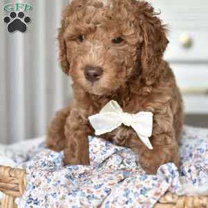 Danny, Mini Goldendoodle Puppy