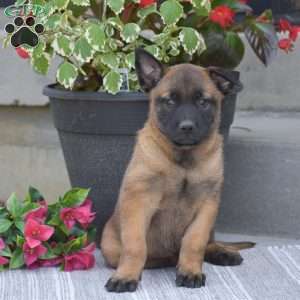 Titus, Belgian Malinois Puppy