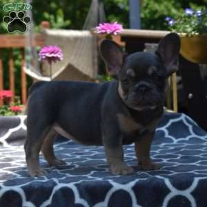 Luna, French Bulldog Puppy