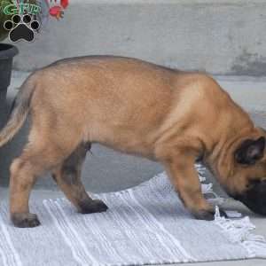 Titus, Belgian Malinois Puppy