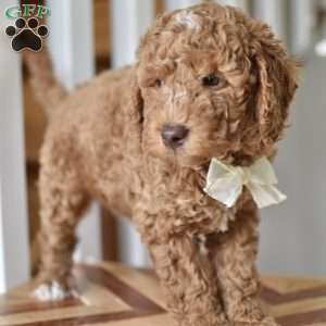 Danny, Mini Goldendoodle Puppy