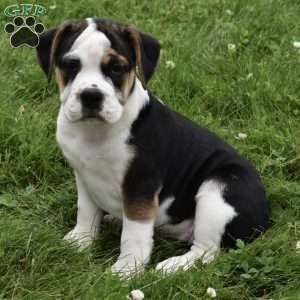 Taffy, Beabull Puppy
