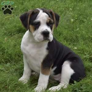 Taffy, Beabull Puppy