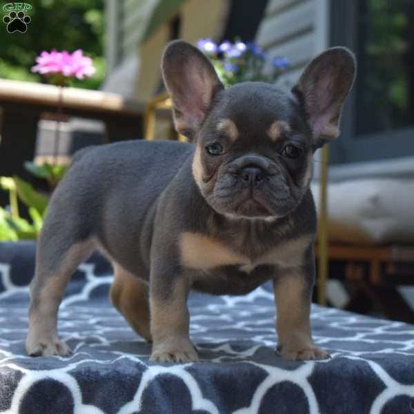 Luna, French Bulldog Puppy