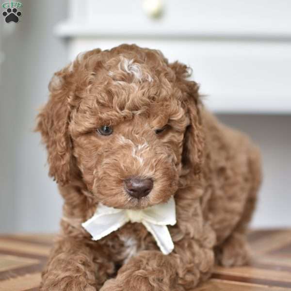 Danny, Mini Goldendoodle Puppy