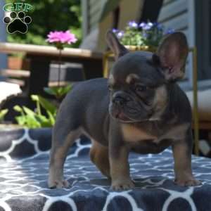 Luna, French Bulldog Puppy