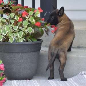 Teagan, Belgian Malinois Puppy