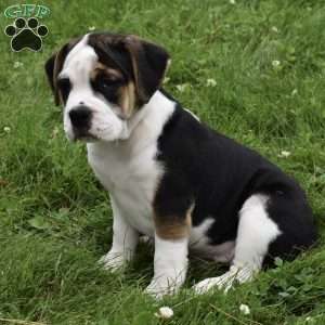 Taffy, Beabull Puppy