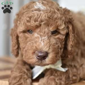 Danny, Mini Goldendoodle Puppy