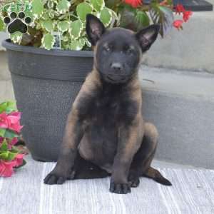 Teagan, Belgian Malinois Puppy