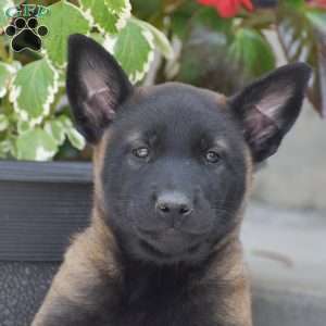 Teagan, Belgian Malinois Puppy