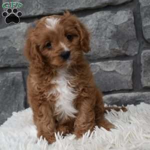 Buddy, Cavapoo Puppy