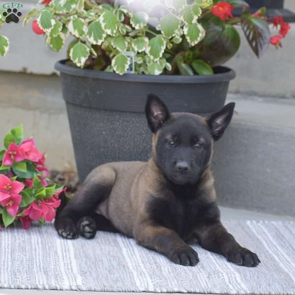 Teagan, Belgian Malinois Puppy