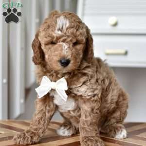 Dallas, Mini Goldendoodle Puppy