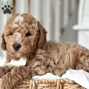 Dallas, Mini Goldendoodle Puppy