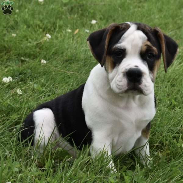 Taffy, Beabull Puppy