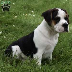 Taffy, Beabull Puppy