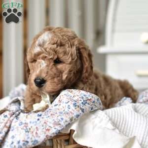 Dallas, Mini Goldendoodle Puppy