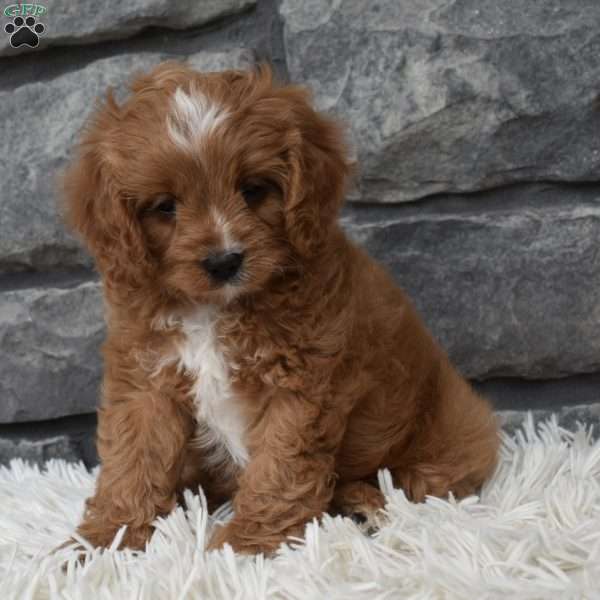 Buddy, Cavapoo Puppy