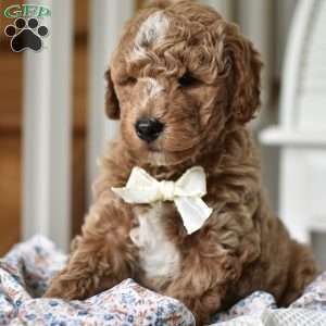 Dallas, Mini Goldendoodle Puppy