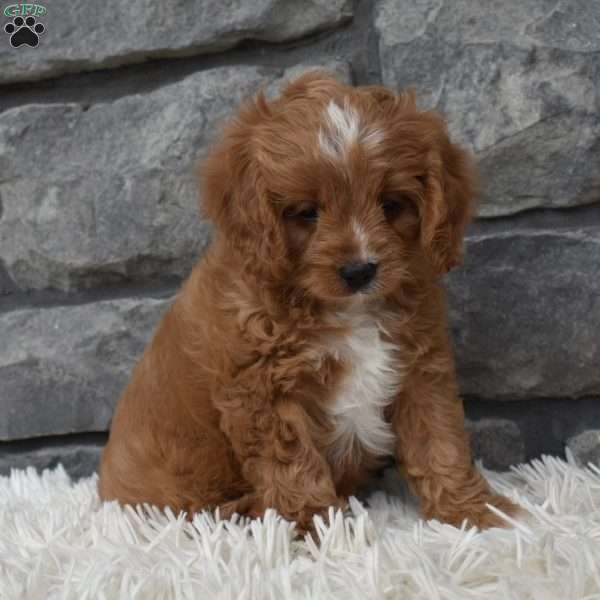 Buddy, Cavapoo Puppy
